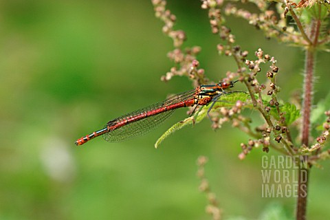 LARGE_RED_DAMSELFLY_MALE