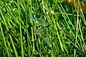 AZURE DAMSELFLY MATED PAIR