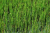 EQUISETUM FLUVIATILE (WATER HORSETAIL)