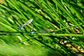 BLUE TAILED DAMSELFLIES MATED PAIR