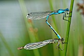 AZURE TAILED DAMSELFLIES MATED PAIR