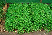 MEDICAGO LUPULINA (TREFOIL) AS GREEN MANURE