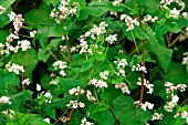 FAGOPYRUM ESCULENTUM (BUCKWHEAT) AS GREEN MANURE