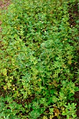 TRIGONELLA FOENUM GRAECUM (FENUGREEK) AS GREEN MANURE