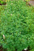 AGRICULTURAL LUPINS (LUPINUS)