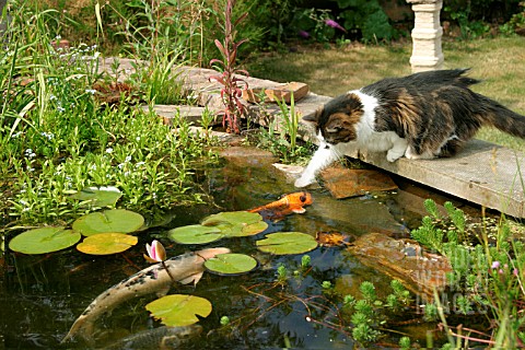 CAT_TRYING_TO_CATCH_FISH_IN_POND