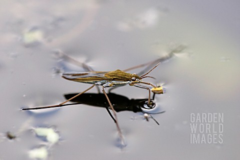 POND_SKATER_ON_WATER_SURFACE