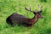 FALLOW DEER BUCK