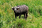 WATER BUFFALO