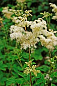 FILIPENDULA ULMARIA (MEADOWSWEET)