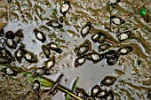 SNAILS IN DRYING UP POND