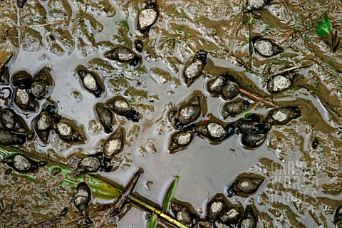 SNAILS_IN_DRYING_UP_POND