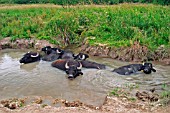 WATER BUFFALO IN WATER