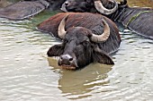 WATER BUFFALO IN WATER