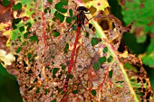 LARGE RED DAMSELFLY ON LEAF