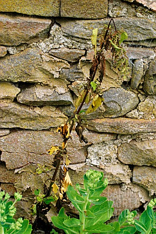 EFFECT_OF_HERBICIDE_ON_NETTLE