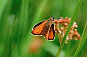 SMALL SKIPPER