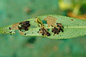 WILLOW BEETLE LARVAE ON WILLOW LEAF
