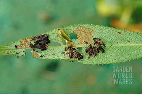 WILLOW_BEETLE_LARVAE_ON_WILLOW_LEAF