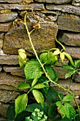 HERBICIDE EFFECT ON BRAMBLE