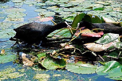 COOT_MALE_PASSING_LILY_LEAF_TO_FEMALE_ON_NEST
