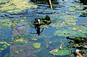 COOT TAKING LILY LEAF TO NEST