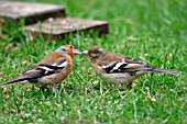 CHAFFINCH,  MALE FEEDING YOUNGSTER,  FRINGILLA COELEBS