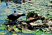 COOT MALE TAKING LILY LEAF TO FEMALE ON NEST