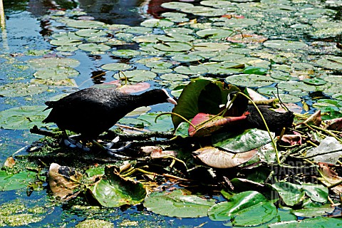 COOT_MALE_TAKING_LILY_LEAF_TO_FEMALE_ON_NEST