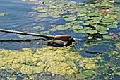 COOT MALE SWIMMING TO NEST WITH LILY LEAF