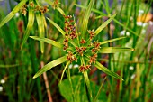 CYPERUS ALTERNIFOLIUS (UMBRELLA GRASS)