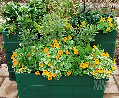 CONTAINERS_WITH_VEGETABLES_AND_TROPAEOLUM_ALASKA