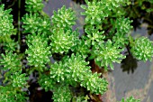 MYRIOPHYLLUM AQUATICUM (PARROTS FEATHER)