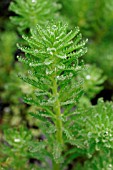 MYRIOPHYLLUM AQUATICUM (PARROTS FEATHER)