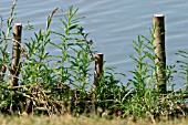 WILLOW PLANTING AS PROTECTION AGAINST EROSION