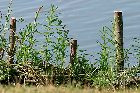 WILLOW_PLANTING_AS_PROTECTION_AGAINST_EROSION