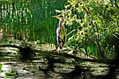 HERON ON LOG