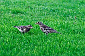 SONG THRUSH,  TURDUS PHILOMELOS,  FEEDING FLEDGING WITH BREAD,  SIDE VIEW