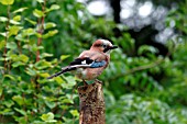 JAY,  SITTING ON POST,  GARRULUS GLANDARIUS