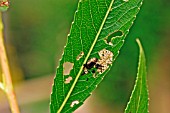 WILLOW LEAF BEETLE ADULT FEEDING ON LEAF