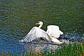 MUTE SWAN IN AGRESSIVE POSE