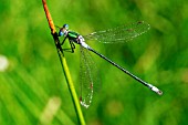 EMERALD DAMSELFLY MALE