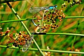 BLUE TAILED DAMSELFLY PAIR MATING