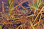 LARGE RED DAMSELFLIES EGG LAYING