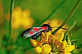 SIX SPOT BURNET TAKING NECTAR