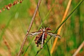 CRANE FLY ADULT ON RUSH