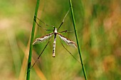 CRANE FLY ADULT ON RUSH