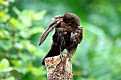 BLACKBIRD,  FEMALE PREENING,  TURDUS MERULA