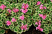 PELARGONIUM HILLS OF SNOW