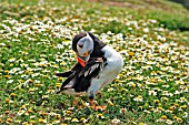 PUFFIN PREENING